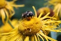 Bee collecting flower nectar Royalty Free Stock Photo