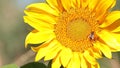 Bee collecting food on a sunflower