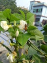 A bee collecting honey from beans flower