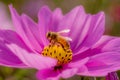 Bee collecting honey