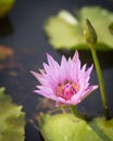 Bee collecting honey in pink lotus flower Royalty Free Stock Photo