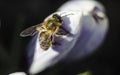 Bee collecting honey from a violet - blue crocus flower with an orange pestle and stamens. Macro with selective focus. Saffron in