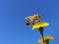 Bee collecting honey in yellow flower in the spring season, isolated in blue sky Royalty Free Stock Photo