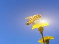 Bee collecting honey in yellow flower in the spring season, isolated in blue sky Royalty Free Stock Photo