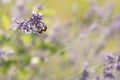 Bee is collecting honig from a lavender flower in front of blurred background Royalty Free Stock Photo