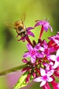 Bee collecting nectar