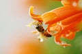 A bee collecting nectar