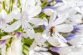 Bee collecting nectar from an Agapanthus flower Royalty Free Stock Photo