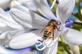 Bee collecting nectar from an Agapanthus flower Royalty Free Stock Photo