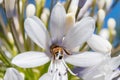 Bee collecting nectar from an Agapanthus flower Royalty Free Stock Photo