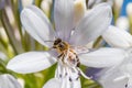 Bee collecting nectar from an Agapanthus flower Royalty Free Stock Photo