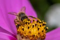 A bee collecting nectar on a beautiful pink flower - macro shot Royalty Free Stock Photo