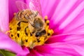 A bee collecting nectar on a beautiful pink flower - macro shot Royalty Free Stock Photo