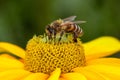 A bee collecting nectar on a beautiful yellow flower - macro shot Royalty Free Stock Photo