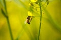 Bee collecting nectar from a bright yellow rapeseed flower amidst green foliage Royalty Free Stock Photo