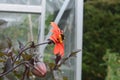 Bee collecting nectar on dahlia, side view, greenhouse in the background England, UK Royalty Free Stock Photo