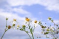 Daisy white flower bloom in nature against blue sky background Royalty Free Stock Photo
