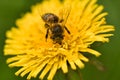 Bee collecting nectar on a dandelion flower macro Royalty Free Stock Photo