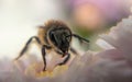 Honey bee and autumn chrysanthemum flowers. Autumn honey Royalty Free Stock Photo