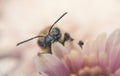 Honey bee and autumn chrysanthemum flowers. Autumn honey Royalty Free Stock Photo