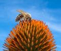 Bee collecting nectar in an echinacea flower blossom Royalty Free Stock Photo