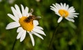 Bee collecting nectar from a flower camomile