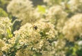 Bee collecting nectar from flower close up look Royalty Free Stock Photo