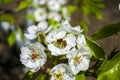 Bee on white flower