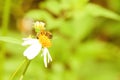 The bee is collecting nectar from flowers