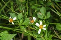 The bee is collecting nectar from flowers