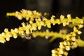 The bee is collecting nectar from flowers