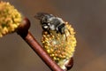 Bee collecting nectar from the kidney