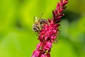 Bee collecting nectar on a knotweed flower blossom