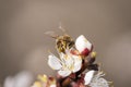 Bee is collecting nectar Royalty Free Stock Photo