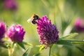 Bee collecting nectar on the pink clover Royalty Free Stock Photo