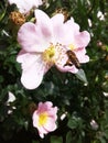 Bee collecting nectar. Pink flowers of wild rose. Green leaves in the sun. Royalty Free Stock Photo