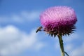 Bee collecting nectar from pink Musk Thistle in spring