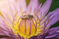 Bee is collecting nectar from pollen of pink lotus with morning sun light Royalty Free Stock Photo