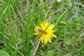 A bee collecting nectar and pollen on a yellow dandelion flower close-up Royalty Free Stock Photo