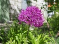 Bee collecting nectar on purple alum garlic flower. macro close-up Royalty Free Stock Photo