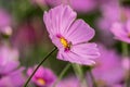 A bee collecting nectar from purple cosmos flower. Royalty Free Stock Photo