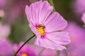 A bee collecting nectar from purple cosmos flower. Royalty Free Stock Photo