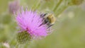 A bee collecting nectar from purple cosmos flower, macro Royalty Free Stock Photo