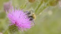 A bee collecting nectar from purple cosmos flower, macro Royalty Free Stock Photo