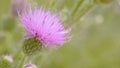 A bee collecting nectar from purple cosmos flower, macro Royalty Free Stock Photo