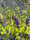 Bee collecting nectar from a purple lavender flower Royalty Free Stock Photo