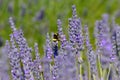 A bee swarm on purple lavender field