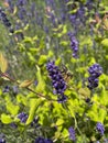 Bee collecting nectar from a purple lavender flower Royalty Free Stock Photo