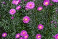 A bee collecting nectar from purple pink cosmos flower, macro Royalty Free Stock Photo