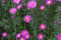 A bee collecting nectar from purple pink cosmos flower, macro Royalty Free Stock Photo